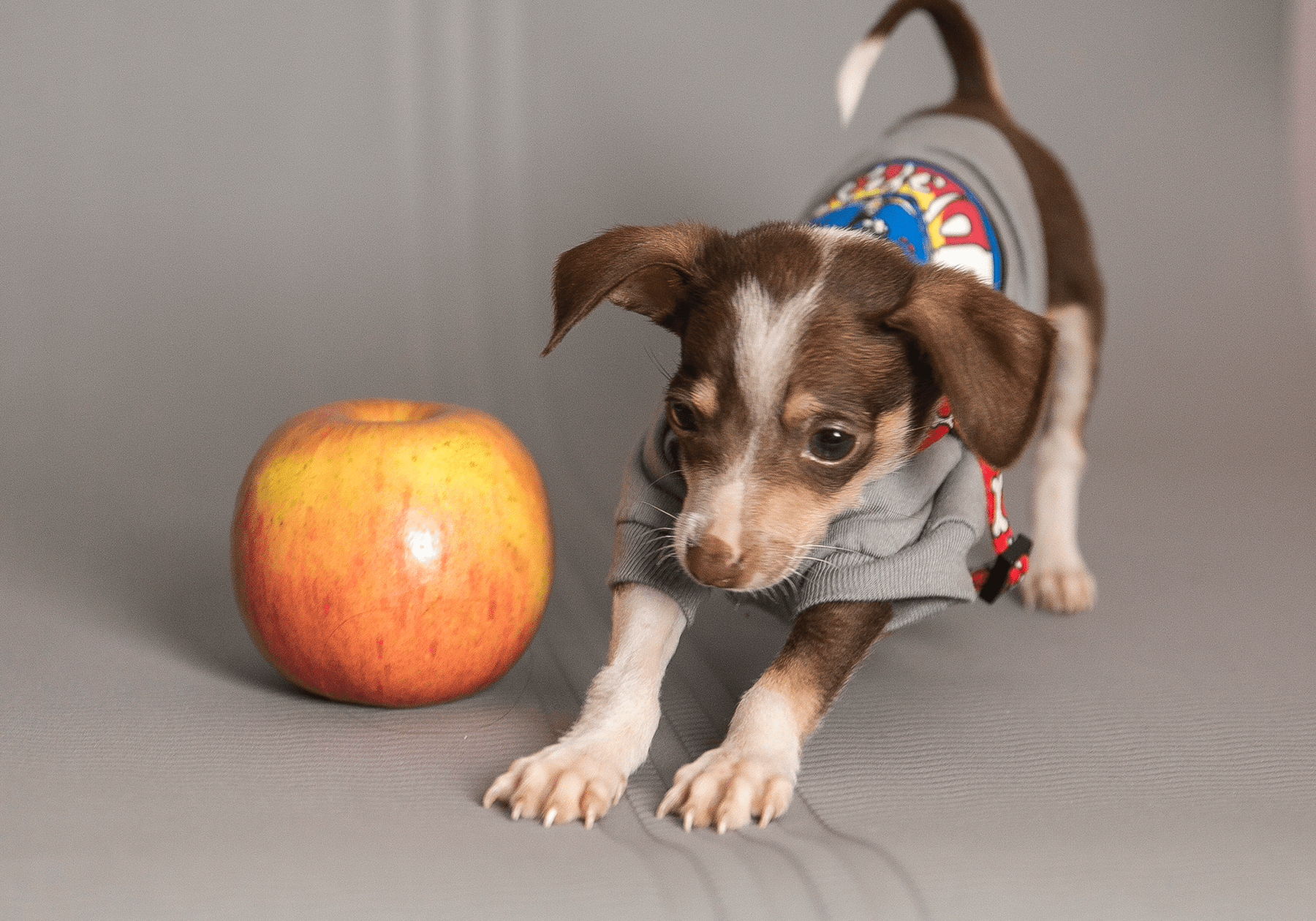 dog in a pilates stretch with an apple